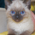 美猫シャム系マリア