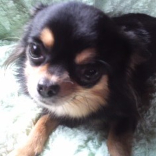 チワワ 熊本県 犬の里親募集 ペットのおうち 月間利用者150万人
