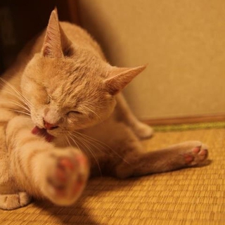 里親になっていただける方を募集しております