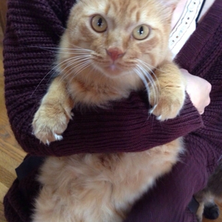 (急募‼︎)新しい飼い主様を探しています！