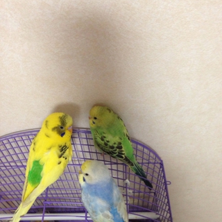 セキセイインコ 1歳。