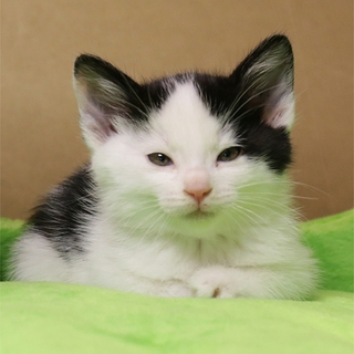 ◆黒白H25-55生後１カ月半くらいの子猫