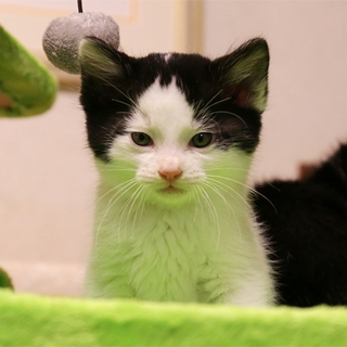 ◆白黒H25-56生後１カ月半くらいの子猫