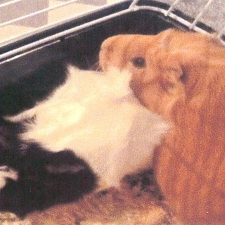 里親になってくれる方を探しています