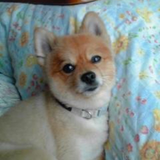 柴犬風カットのポメラニアン♂ご家族募集中
