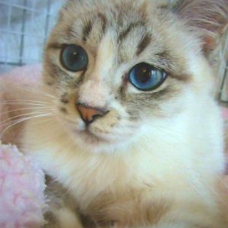 可愛いシャム系トラちゃん