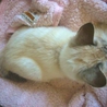 可愛いシャム系トラちゃん サムネイル3