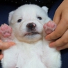 60匹多頭飼育崩からレスキュー☆甘えっ子な真っ白 サムネイル4
