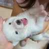 60匹多頭飼育崩からレスキュー☆甘えっ子な真っ白 サムネイル3