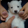 60匹多頭飼育崩からレスキュー☆甘えっ子な真っ白 サムネイル2