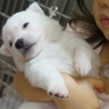 60匹多頭飼育崩からレスキュー☆甘えっ子な真っ白 サムネイル5