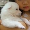 60匹多頭飼育崩からレスキュー☆甘えっ子な真っ白 サムネイル6