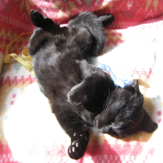 可愛い黒猫兄弟♪