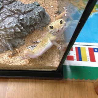 ヒョウモントカゲモドキ飼育用品一式付