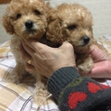 トイプードルの子犬の里親様を探しています