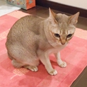 華奢なシンガプーラ