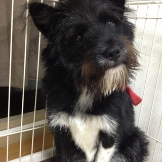 黒毛白足のミックス犬です