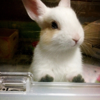 ☆ミニウサギ♀☆