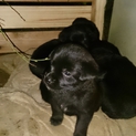 子犬の里親募集