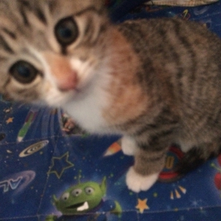 甘えん坊の猫ちゃんです！
