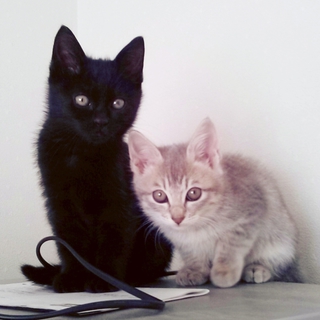 かわいすぎ！黒猫&サバトラちゃん里親さま募集中！
