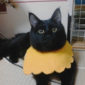 黒の中毛ねこ君