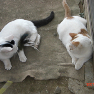 工業団地で保護したカワイイ兄弟子猫