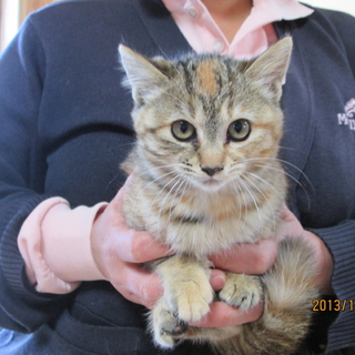 元気な子猫です。