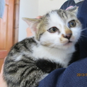 可愛い子猫です