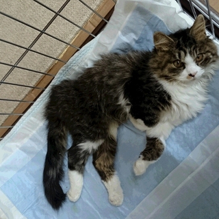 交通事故にあった仔猫の里親を募集します。