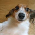 ダックスフンド