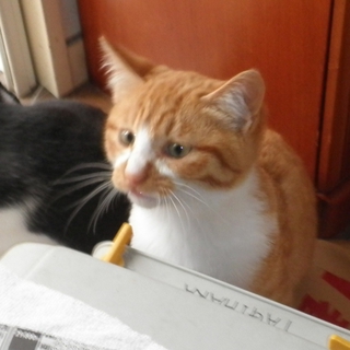 子猫の里親募集中！　4/4　　　　終了