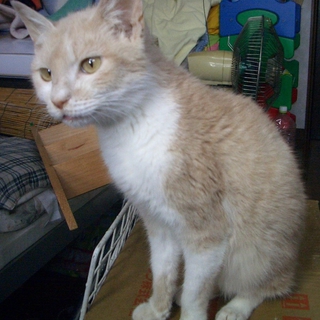 【緊急】ミルクティー色の女の子　4ヶ月ぐらい