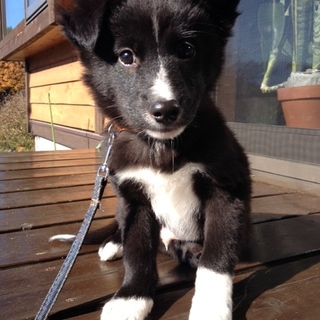 生後２〜３ヶ月の仔犬　です。