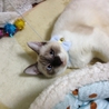 ココちゃん危険区域からのレスキュー！ サムネイル7