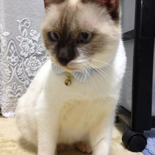 ココちゃん危険区域からのレスキュー！