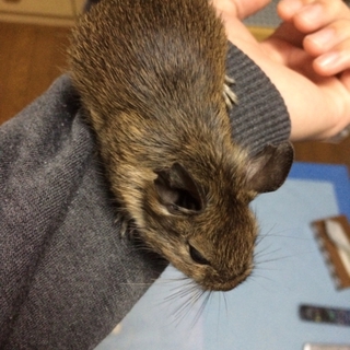 デグーの里親募集します。