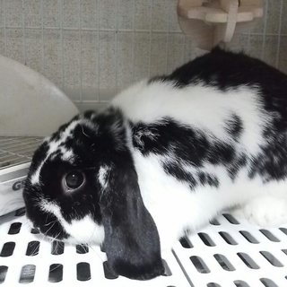 ロップイヤー♂里親募集中です