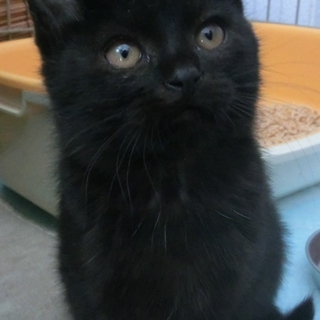 遊び好きな黒猫くん 3ヵ月位