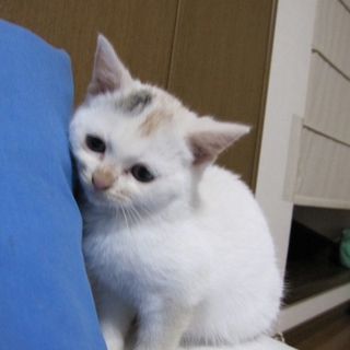 困り顔がキュートな白三毛こまめちゃん