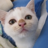 困り顔がキュートな白三毛こまめちゃん サムネイル6