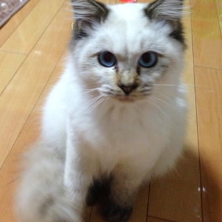毛並みのふわふわした猫で、あんみちゃんと言います。