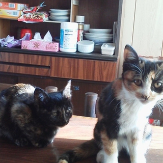黒子とミケ