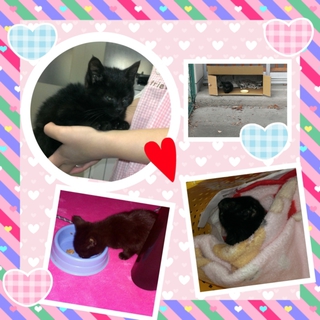 可愛い子猫ちゃん