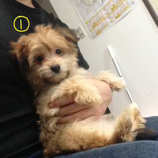 小型犬 茨城県が募集対象 子犬 保護犬里親募集情報 期限順 ペットのおうち 月間利用者150万人 小型犬 茨城県が募集対象 子犬 保護犬里親募集情報 期限順 ペットのおうち 月間利用者150万人