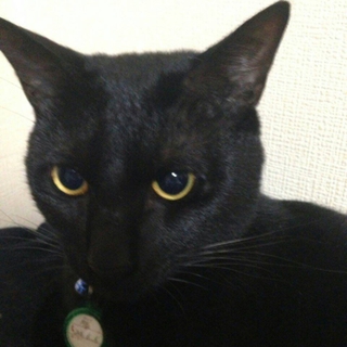 黒猫男の子1歳去勢手術済みです