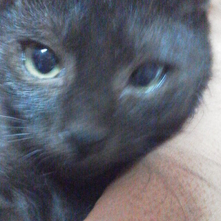 甘えん坊の黒猫