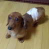 大人しくて物静かなMダックス♂ サムネイル5