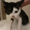 白黒柄の男の子 3ヵ月 サムネイル7