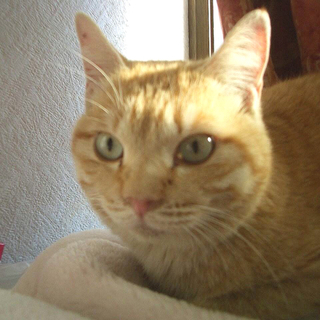 【緊急】クリームとらねこの男の子　生後半年ぐらい